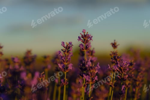 Preview: Close up lavander