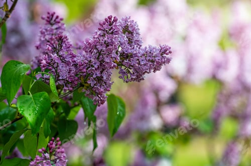 Preview: branch with lilac spring flowers, bright blooms of spring lilacs bush, soft focus, closeup