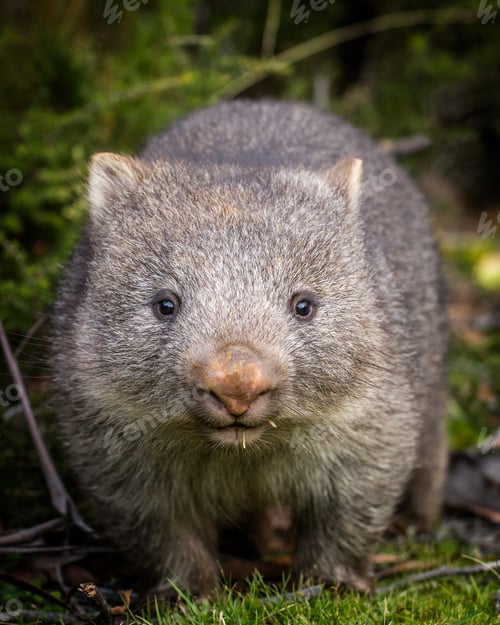 Preview: baby bare nosed wombat