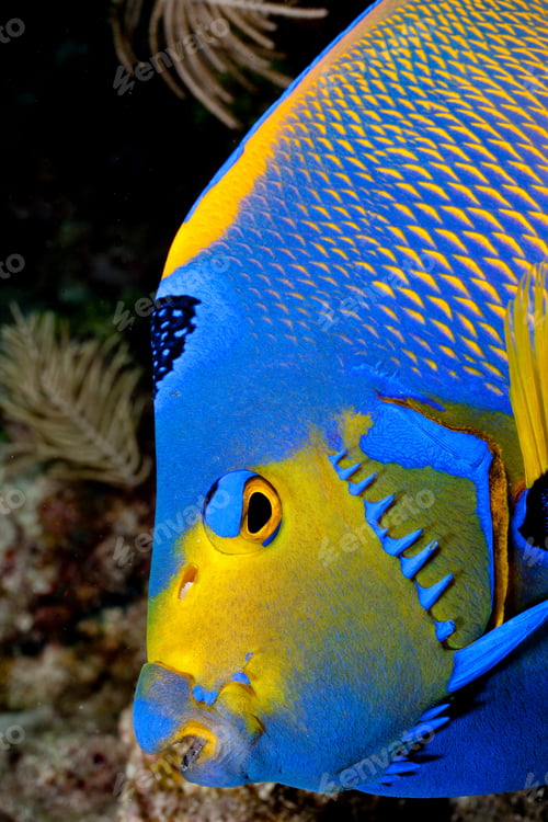 Vista previa: Vibrant blue and yellow fish posing underwater