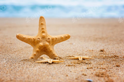 Preview: Sea shell