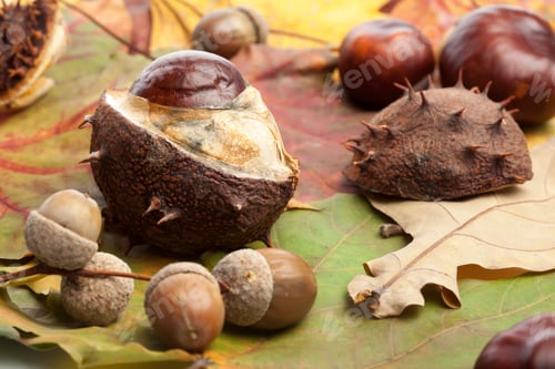 Preview: Chestnut, conker, acorns autumn background