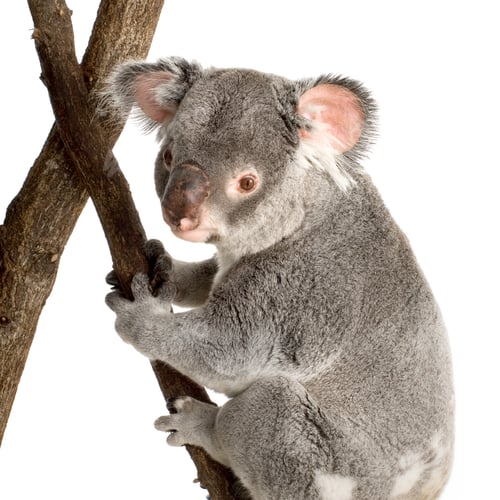 Vorschau: Koala