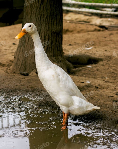 Preview: Vertical closeup of a domestic goose in a puddle in a farm