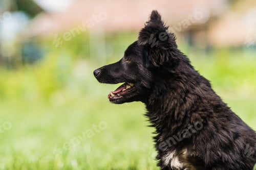 Preview: Side profile of a black dog
