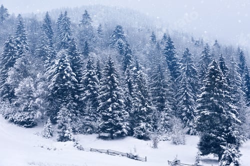 Preview: Beautiful idyllic landscape with evergreen tree forest covered in snow in wintertime