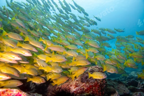 Preview: Closeup shot of exotic and colorful fish swimming near the corals at the bottom of the ocean