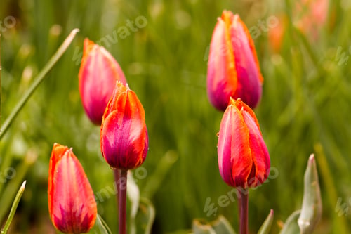 Preview: Spring flowers