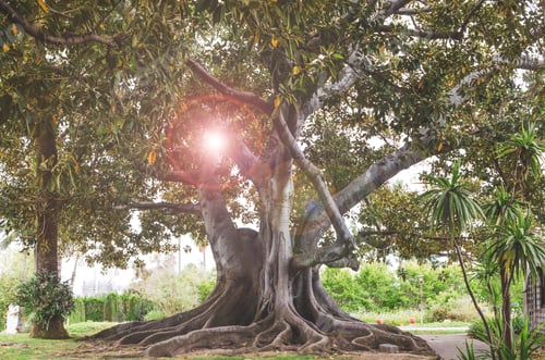 Preview: Huge fig tree with unusual complex roots and solar flare coming through the leaves and branches