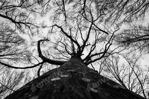 Preview: View of a large tree in a forest