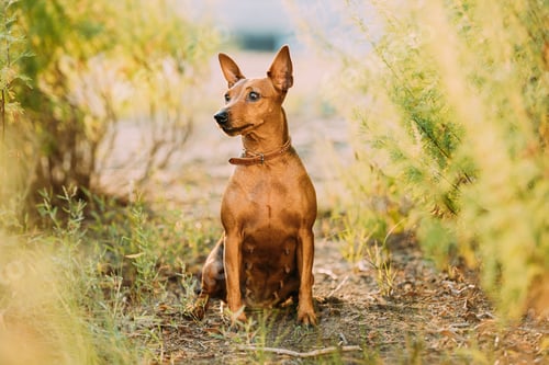 Preview: Brown Min Pin, miniature, pincher, Pinscher, Zwergpinscher Sitting Outdoor In Green Bushes