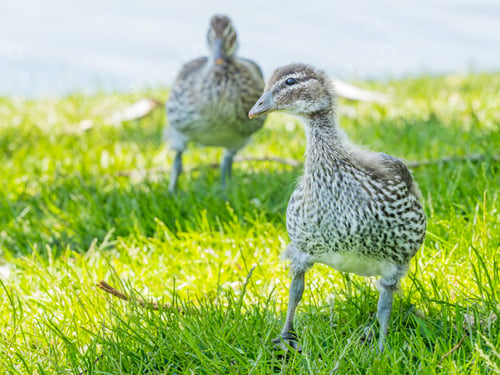 Preview: Australian Wood Duck Ducklings