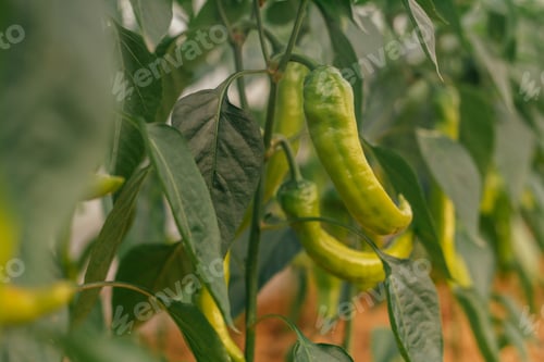 Preview: Close up of green unripe jalapeno pepper growing as field crop agriculture, with blurred background
