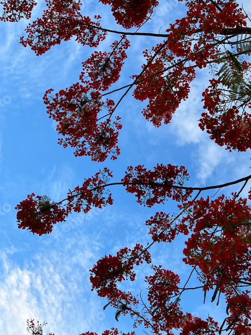 Preview: Red flame tree