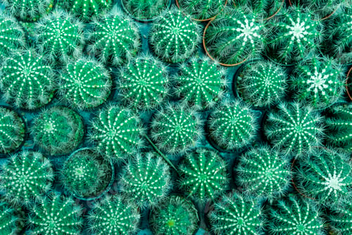 Preview: Abstract background from top view of green cactus pots pattern in garden.