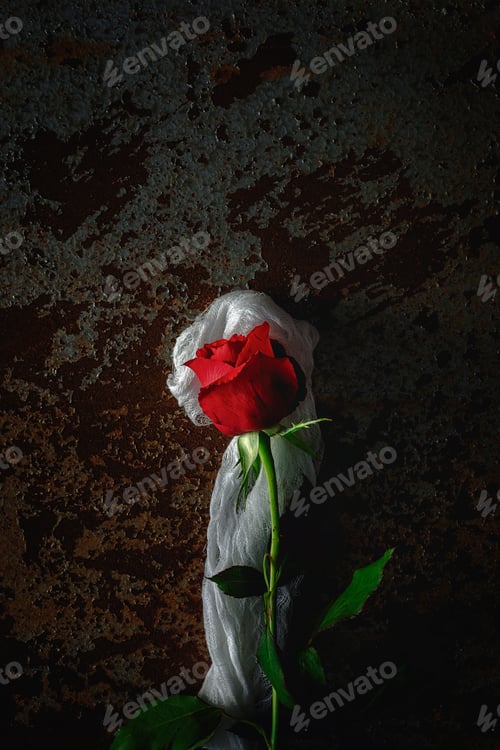 Preview: red roses with dark background
