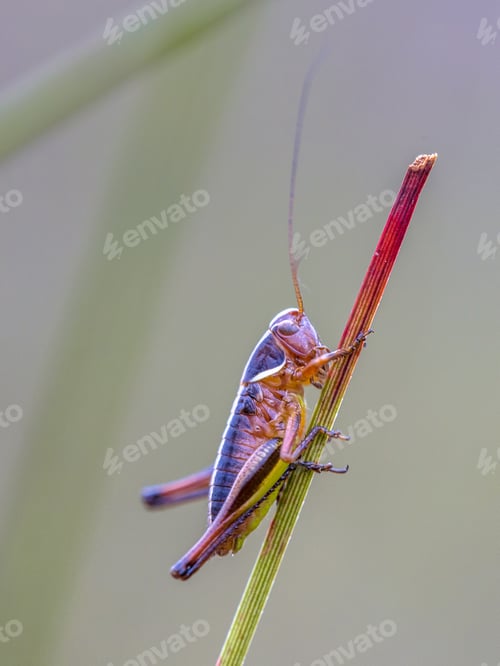 Preview: Juvenile Bog Bush Cricket