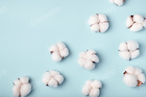Preview: Cotton bolls on a blue background. Flat lay, top view