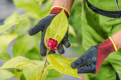 Preview: Red Flowering Plant in a Garden