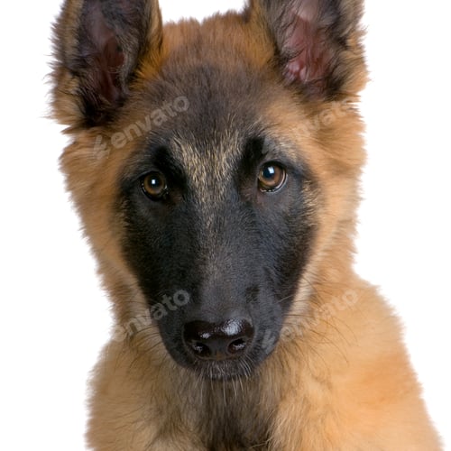 Preview: Puppy Belgian Tervuren