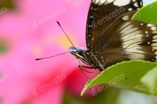 Preview: Tropical colorful butterfly among pink and yellow camellia flowers.