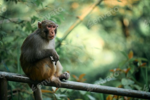 Preview: Focus shot of a cute rhesus monkey sitting on a metal railing in a forest.