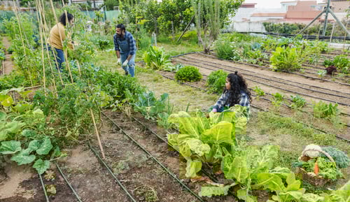 Preview: Portrait of indian family picking up organic vegetables from house garden outdoor