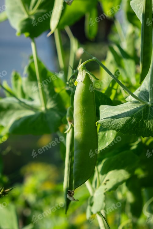 Preview: Growing peas outdoors and blurred background. Green pea pods