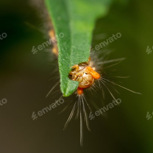 Preview: Close-up of a vibrant red insect perched on a vibrant green leaf amidst a lush forest background