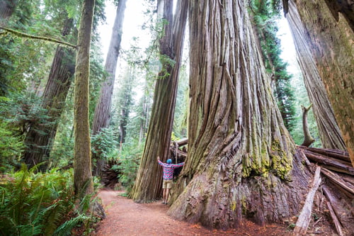 Preview: Sequoia