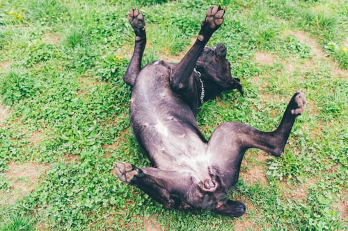 Preview: Dog outdoor rolling grass