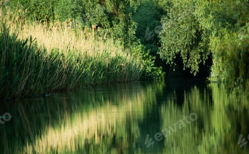Preview: beautiful bright green summer foliage reflecting in water in the delta