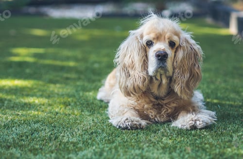Preview: Funny dog lying on ground between plants