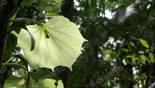 Preview: Light green leaf standing out amidst the dense vegetation of the Atlantic forest