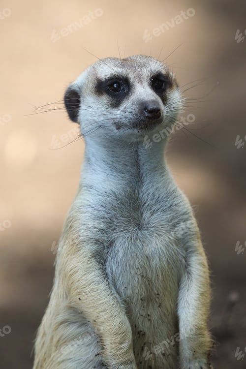 Preview: close up portrait of meerkat or suricate