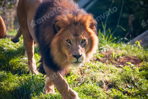 Preview: Lion in zoo enclosure with majestic mane and watchful gaze