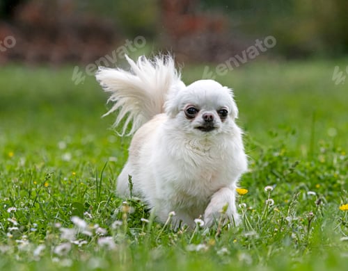 Preview: chihuahua in nature