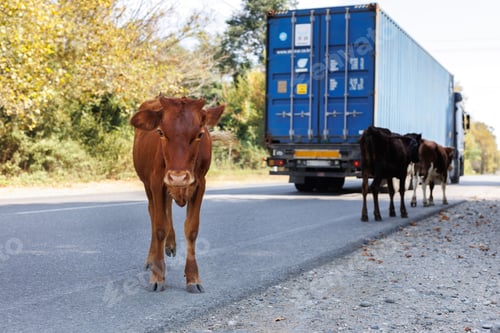 Preview: Cows along the paved road, the carriageway. Dangerous road for drivers.
