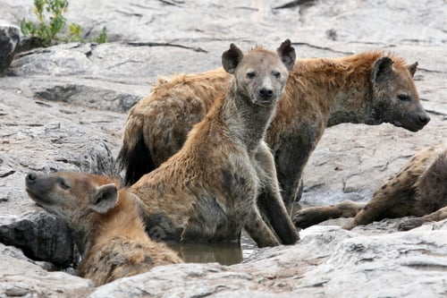 Preview: Hyena - Serengeti, Africa