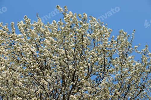 Preview: Flowers of Spring seasons,