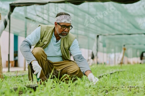 Preview: Senior Man Working in Vegetable Greenhouse Wearing Gloves