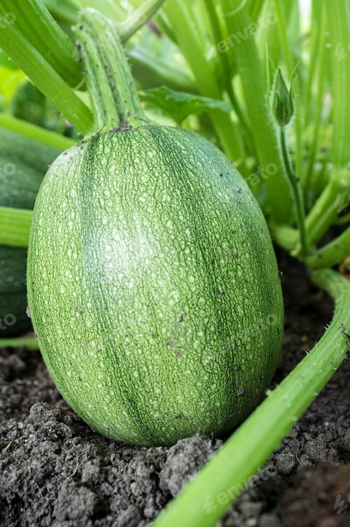 Preview: Zucchini grows in soil in the garden, on a summer day. Rural harvest.