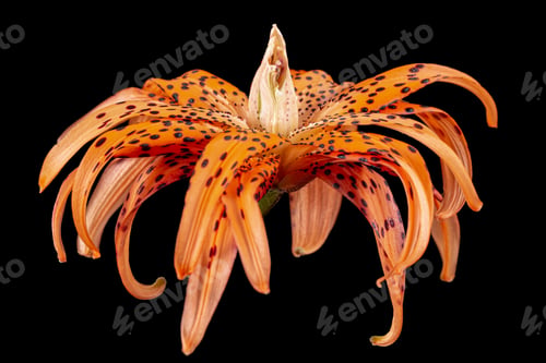 Preview: Flower of asian lily, isolated on black background