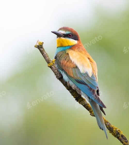 Preview: European bee-eater, merops apiaster. Early in the morning, a bird sits on a beautiful branch