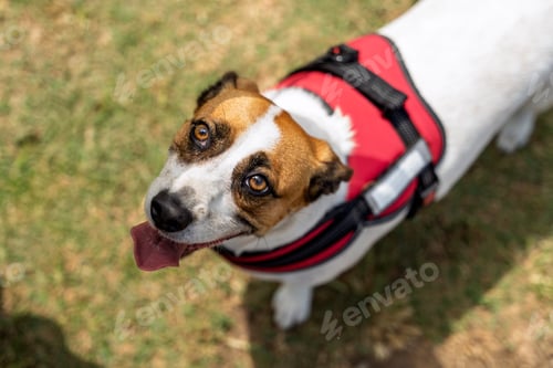 Preview: Happy dog wearing red harness enjoying walk in park