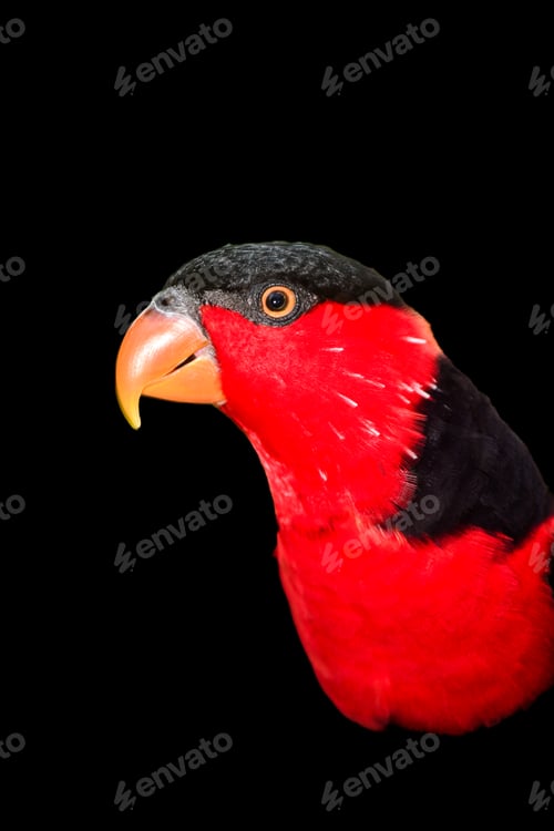 Preview: Close up of The black capped lory, Lorius lory