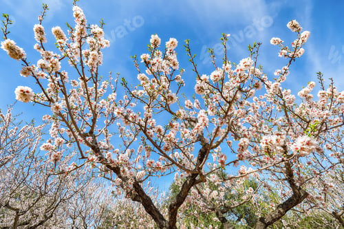 Preview: Beautiful white almond flowers on almond tree branch in spring Italian garden, Sicilia.