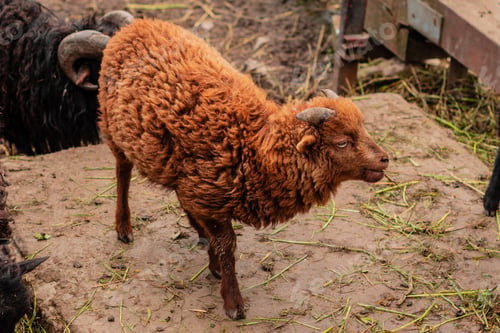 Preview: Young sheep of brown color on the farmyard