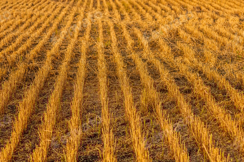 Preview: Close up of ripe wheat ears. Beautiful backdrop of ripening ears of golden field.