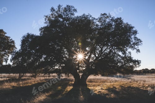 Preview: Big green tree on field in summer